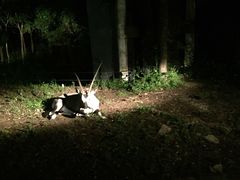 -清迈夜间动物园