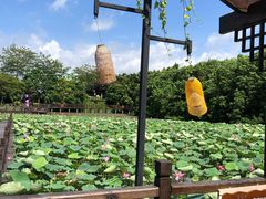 -大湾区中央湿地公园