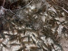 -芭提雅Amporn Seafood自助餐厅