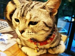 -有猫儿腻咖啡厅.猫咖