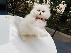 -欣宠猫屋·矮脚拿破仑·蓝金金渐层