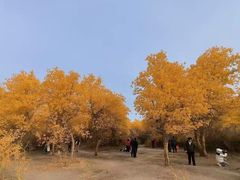 -金塔沙漠胡杨林景区