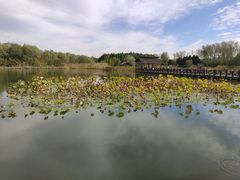 -溱湖国家湿地公园