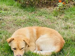 -御霞苑泥烩鸡休闲农庄