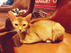 -猫小院猫主题餐厅(三里屯店)