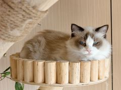 -唐小姐の私宠·宠物洗护美容·撸猫馆·购宠(周浦万达旗舰店)