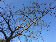 -永和大王(香缤店)