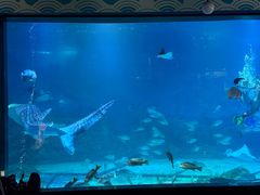 -烟台海昌鲸鲨海洋公园