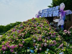 -上海滨江森林公园