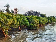 -宝安西湾红树林湿地公园