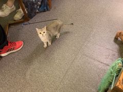 -猫色咖啡·猫咖