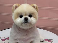 -FAELING PETS美天灵宠物(合生汇店)