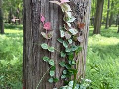 -黄海国家森林公园