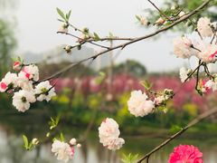 -南汇桃花村