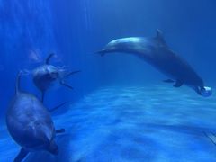 -多彩贵州城极地海洋世界