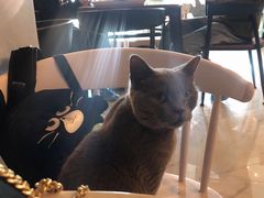 -猫爷宠物生活馆·撸猫馆