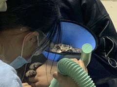 -老吴的猫·猫舍(新区店)
