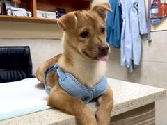 -动物缘宠物医院·骨科·猫科(西二环店)