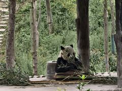 -中国大熊猫保护研究中心雅安碧峰峡基地