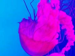 -瑞普利水族馆