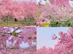 -天适樱花悠乐园