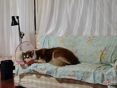 -乖乖乐动物医院(小汤山分院)