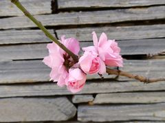 -天津东丽湖风景区