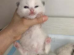-momokira米努特·德文卷毛猫·棉花面纱犬