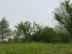 -桤木河湿地公园