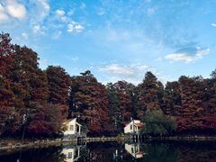 -上海共青森林公园