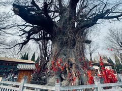 -大槐树寻根祭祖园