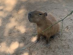 -西霞口神雕山野生动物世界