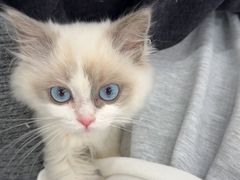 -有喵·猫咖·狗咖·30几只猫10只小狗(岗厦店)