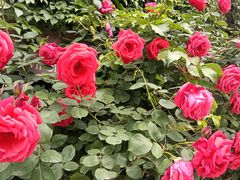 -元大都城垣遗址公园