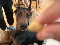 -Let's go狗咖·猫咖·奶狗·桌游(春熙路IFS店)