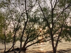 -宝安西湾红树林湿地公园