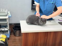 -瑞派动物医院·绝育·犬猫全科·预防医学(光景江南中店)