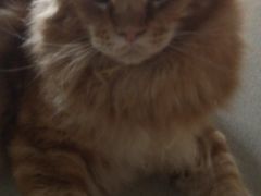 -藏猫猫咖啡主题馆(中央大道店)