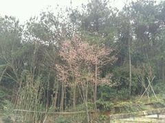 -仙岳公园