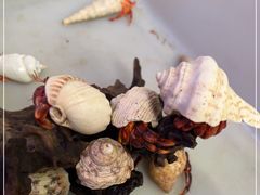 -青石桥花鸟鱼虫市场(叠翠城店)