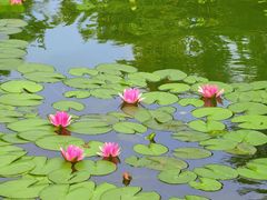 -国家植物园南园