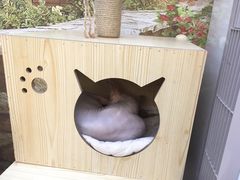 -猫小院猫主题咖啡厅(北锣店)