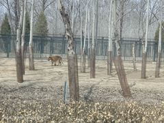 -秦皇岛野生动物园