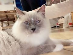 -Cappucimeow猫咪咖啡馆(韦伯时代店)