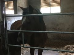-枫露马术学院(藏书校区)