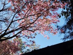 -寂照庵