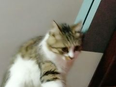 -1013 PET SHOP 宠物商店(近铁城市广场店)