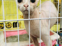 -瑞鹏宠物医院·爱宠堂·骨外专科(西荷分院)