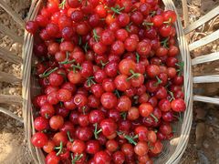 -樱桃山旅游景区