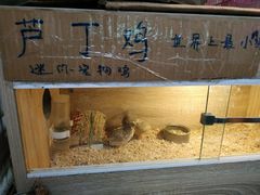 -万商花鸟市场